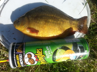 Crucian carp