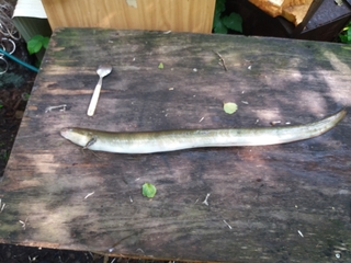 European eel