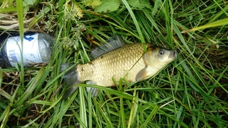 Crucian carp