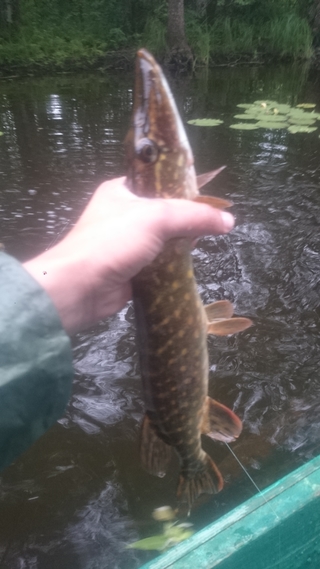 Northern Pike