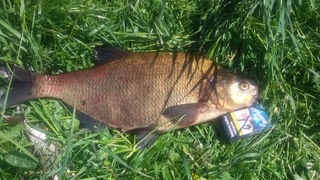 Carp bream
