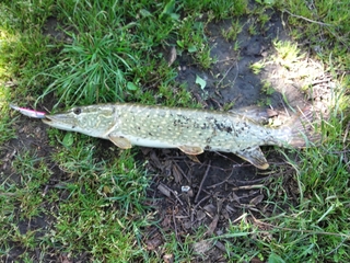 Northern Pike