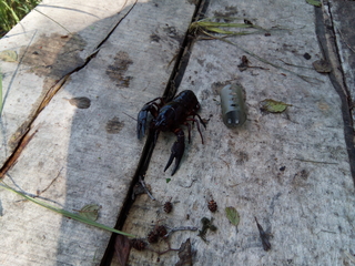 Broad-fingered crayfish