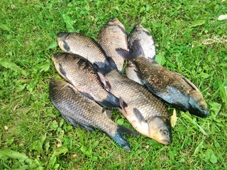 Prussian carp