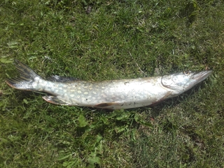 Northern Pike