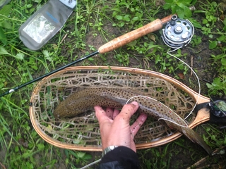 Brown Trout