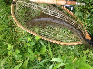 Brown Trout