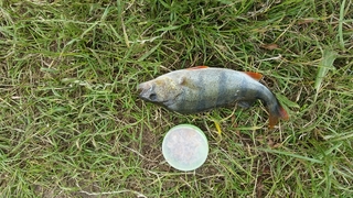 Eurasian perch