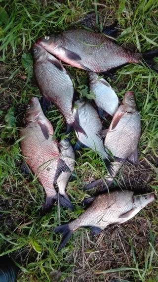 Carp bream