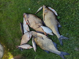 Carp bream