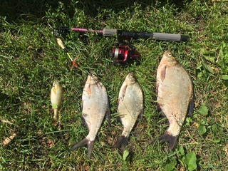 Carp bream