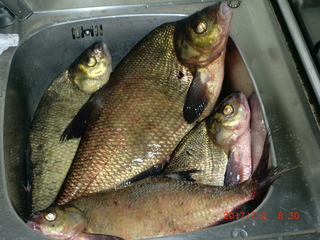 Carp bream
