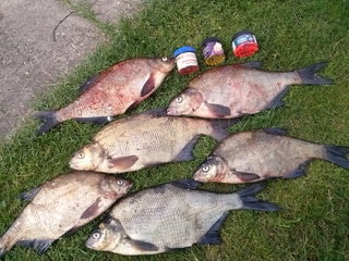 Carp bream
