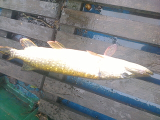 Northern Pike