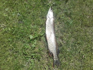 Northern Pike