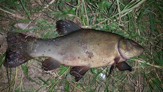 Tench