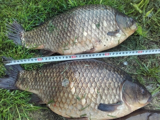 Crucian carp