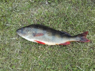 Eurasian perch