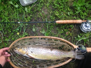 Brown Trout