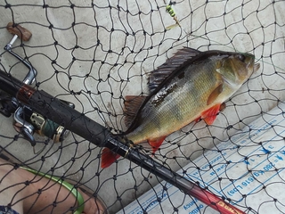 Eurasian perch