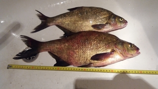 Carp bream