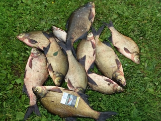 Carp bream