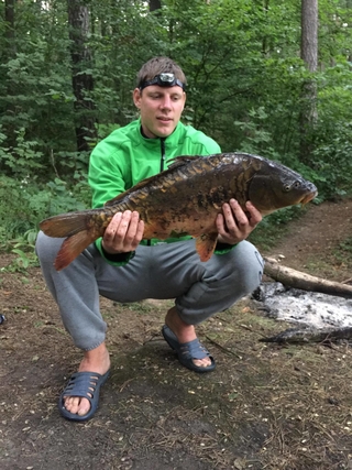 Mirror carp