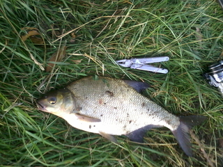 Carp bream