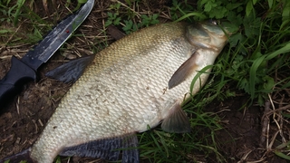 Carp bream