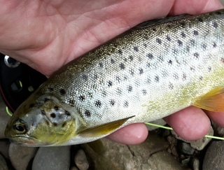 Brown Trout