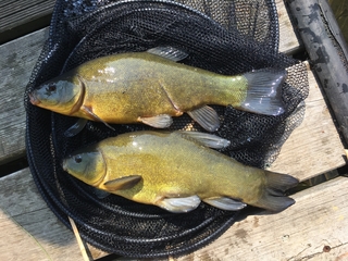 Tench