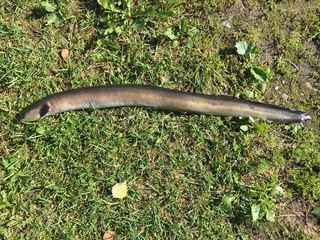 European eel