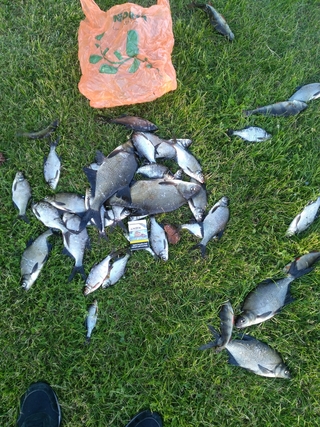 Carp bream