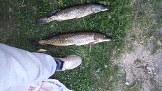 Northern Pike