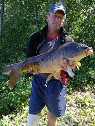 Mirror carp