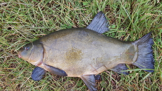 Tench