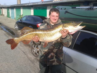 Northern Pike