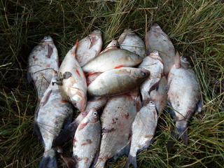 Carp bream