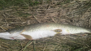 Northern Pike