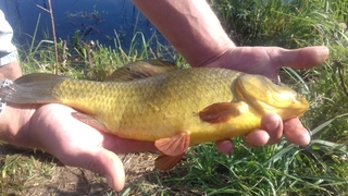 Crucian carp