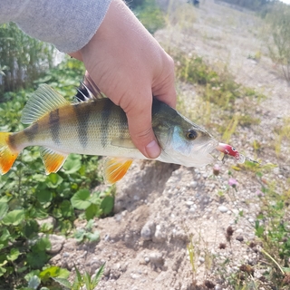 Eurasian perch