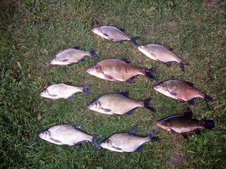 Carp bream
