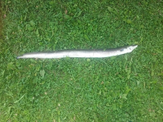 European eel