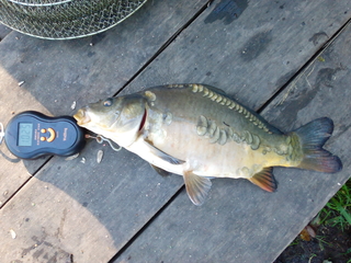 Mirror carp