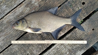 Carp bream