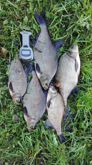 Carp bream