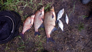 Carp bream