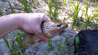 Brown Trout