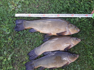 Tench