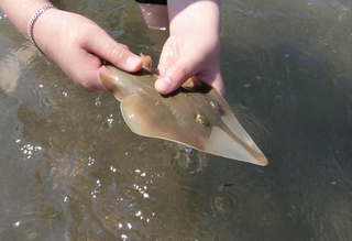 White-spotted guitarfish